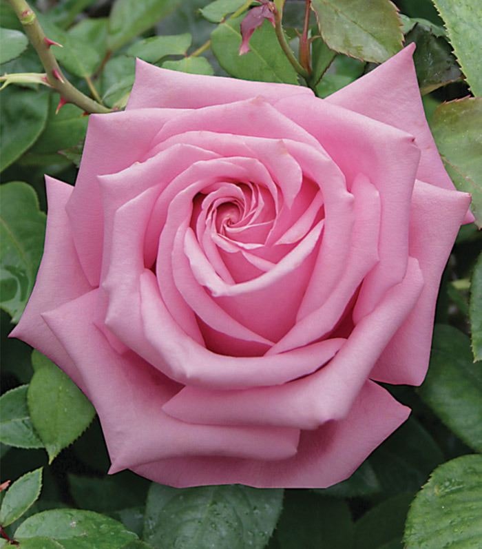Rosa 'Royal Kate' Courtesy Pan American Nursery