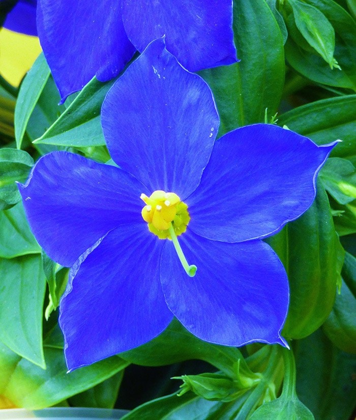 'Blue Kandy' Persian Violet.