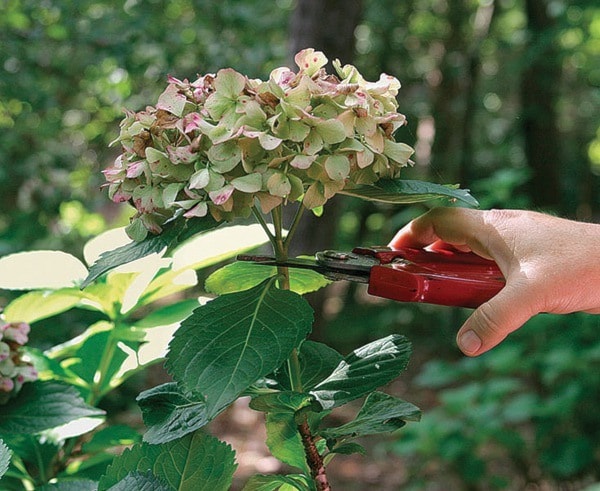 1598mapleridgeBM-PruningHydrangea