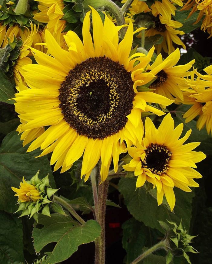 Sunflower 'Pacino Cola'