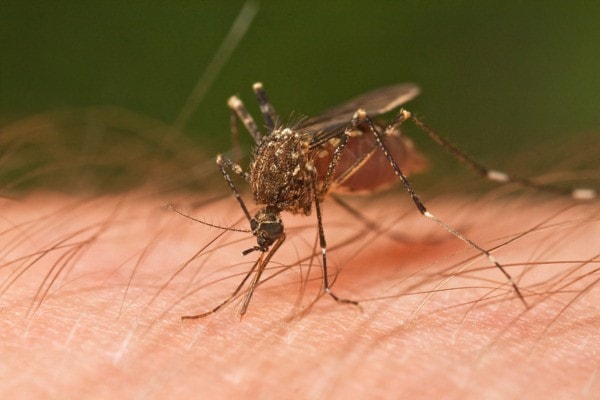 17908mapleridgeMosquito