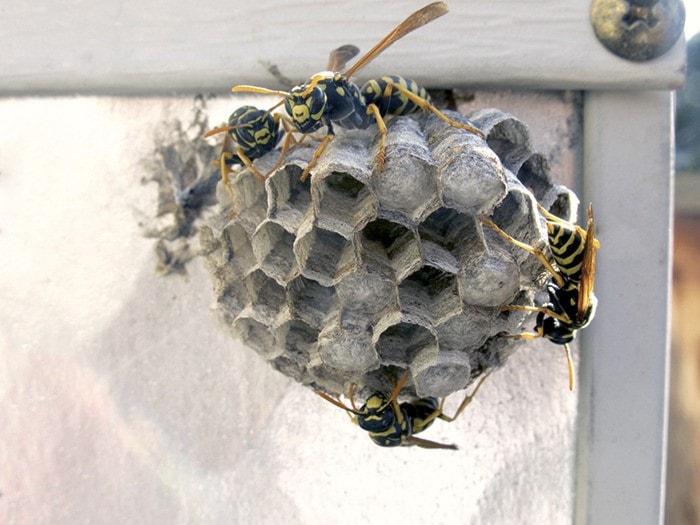 18195mapleridgehomes-Paper_Wasp_Nest