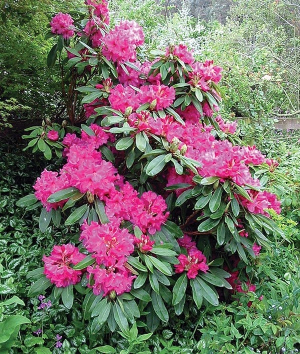 22669mapleridgeBM-rhododendron