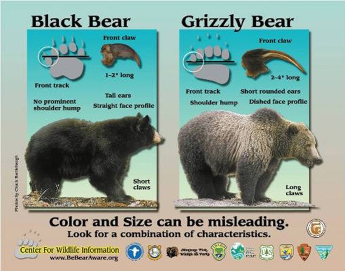 24327mapleridgeblack-grizzly_characteristics