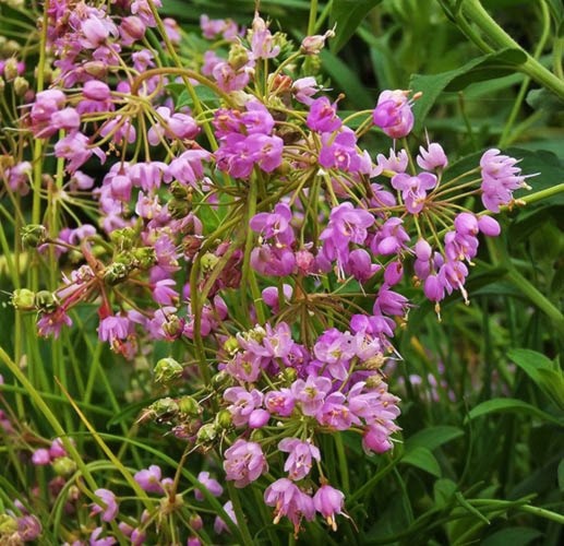 Allium cernuum / Nodding Onion