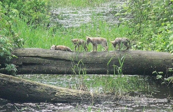Coyotes pups on fallen tree across Katzie Slough in Pitt Meadows, June 3, 2011.
