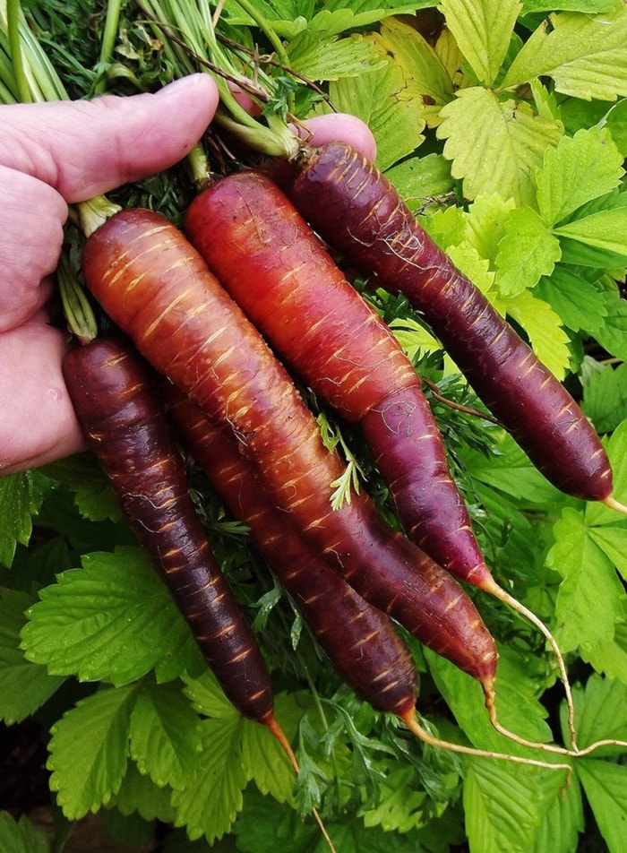 My daughter's 'Purple Haze' carrots