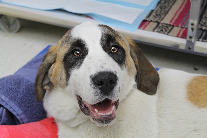 Spca st bernard sales