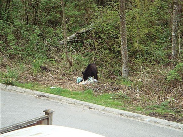 A bear eats garbage off 102nd Avenue in Albion.