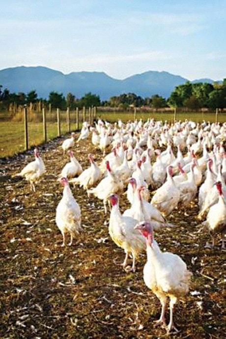 Free-range turkeys at Skye-hi Farms in Yarrow.