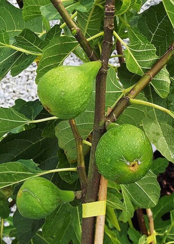 'Brown Turkey' figs in June
