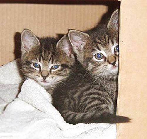 48965mapleridgepets-kittens