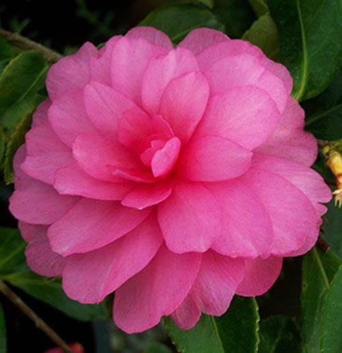 Camellia 'Chansonette'