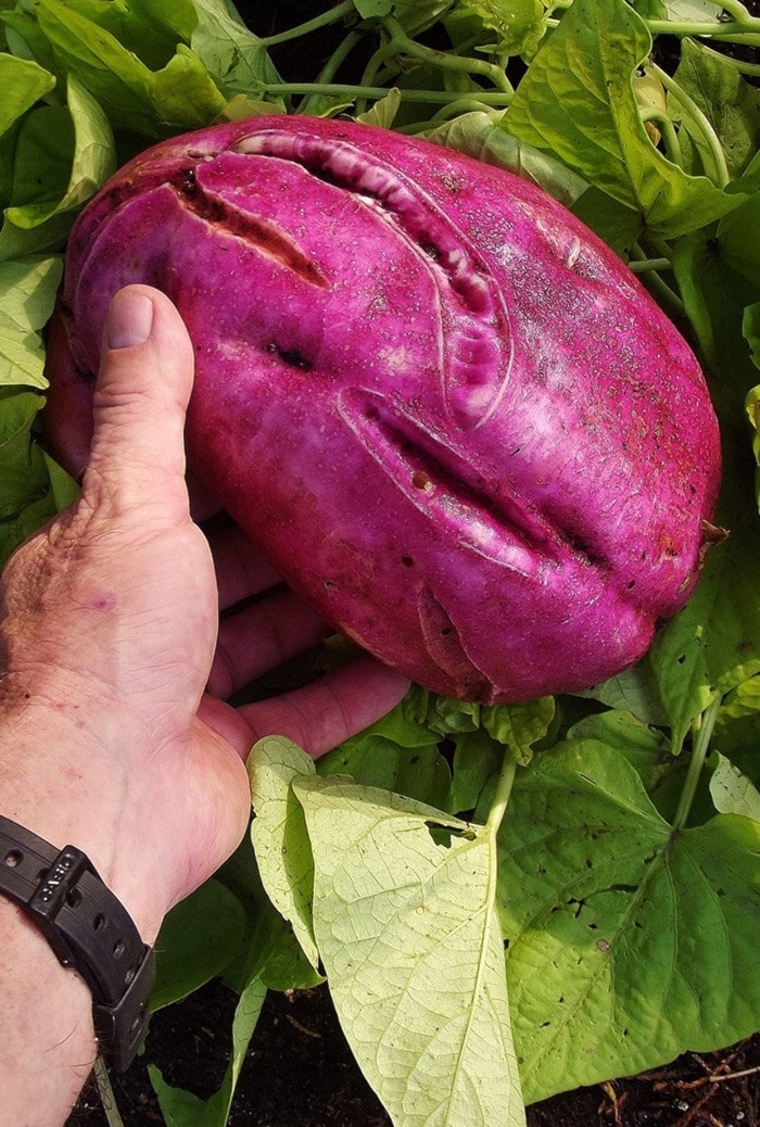 Record-breaking ornamental sweet potato.