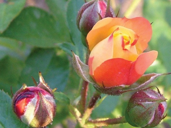 55274mapleridgeBM-rose-bush