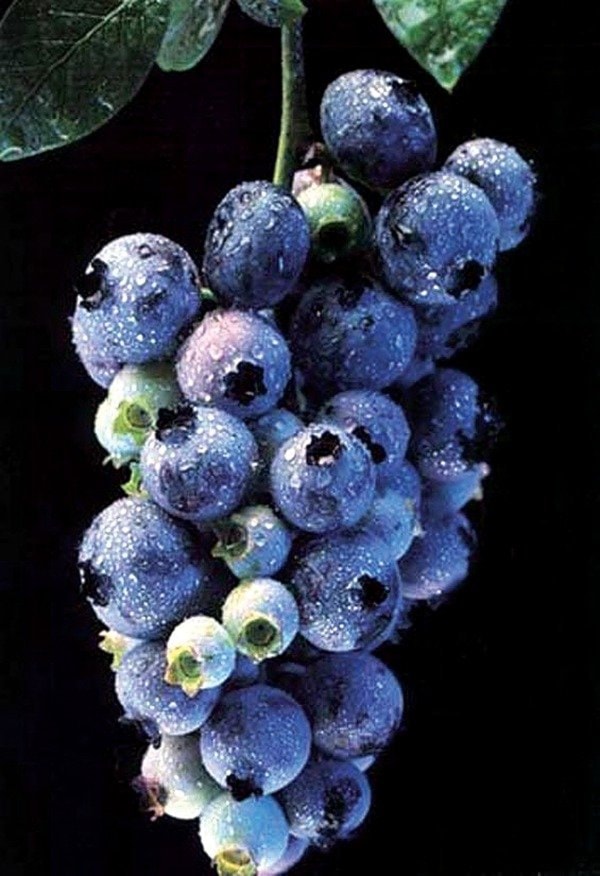 56212mapleridgeBM-blueberries