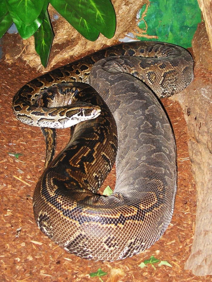 60791mapleridgeAdult_Female_Python_sebae_1.33aspect