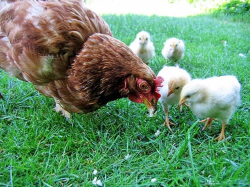 60833mapleridgeHen_with_chickens_in_native_breeding