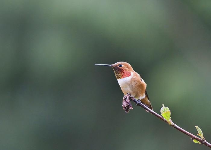 Male Rufous Hummingbird. Photo credit Jeff Laverton