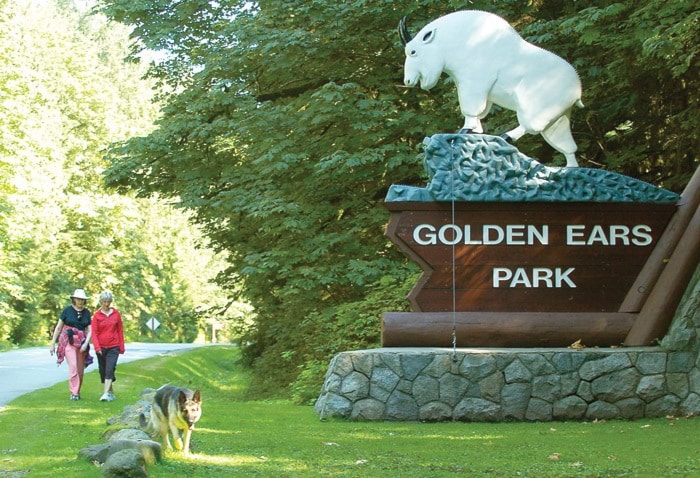 6946mapleridgeGoldenEarspark1c