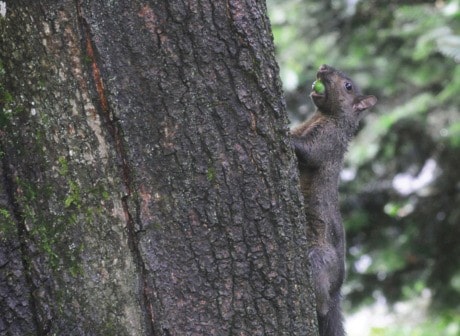 70303mapleridgesquirrel10021c