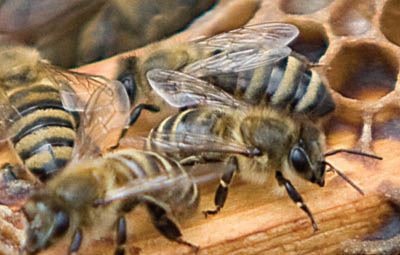 Male european honey bee on a hive.