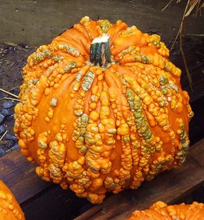 Pumpkin 'Warty Goblin'