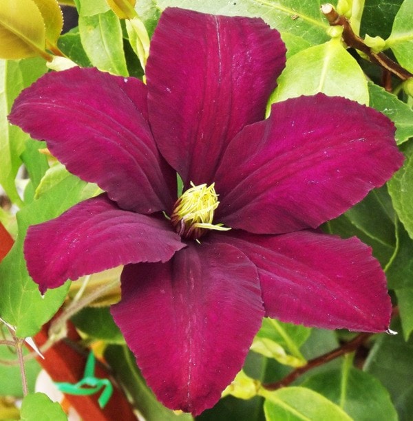 Clematis 'Niobe'