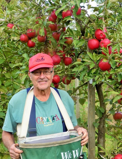 Jim Rahe picking apples.