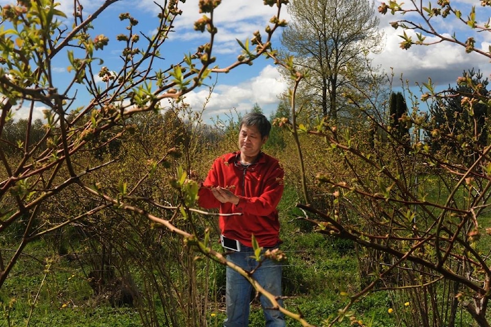 web1_170424-MRN-M-blueberry-crop-1c