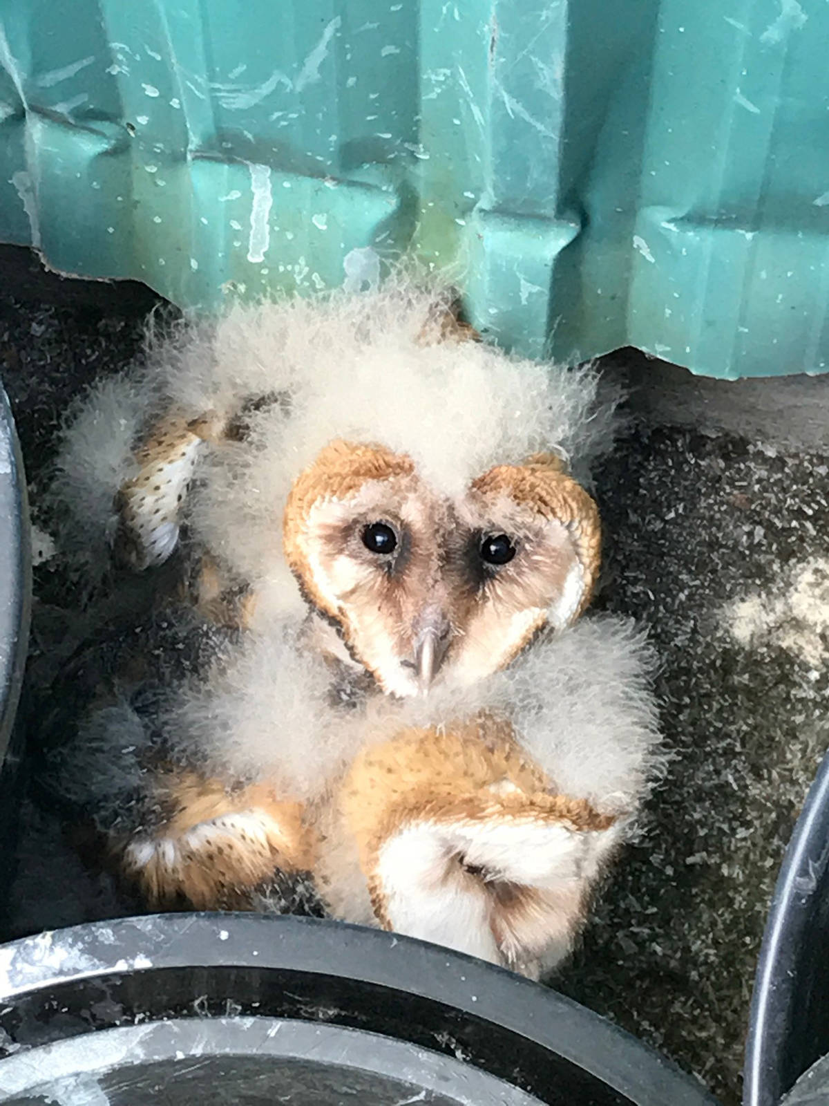 8271031_web1_170830-LAT-OwlRescue_3