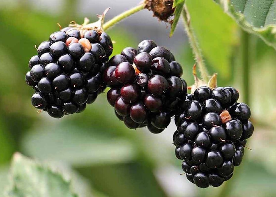 8280766_web1_170828-MRN-M-blackberries
