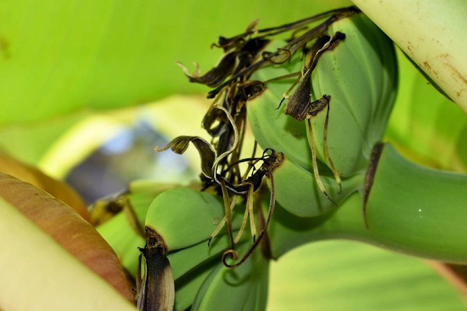 8255747_web1_170825-NDR-M-Zullo-banana-tree-close-up