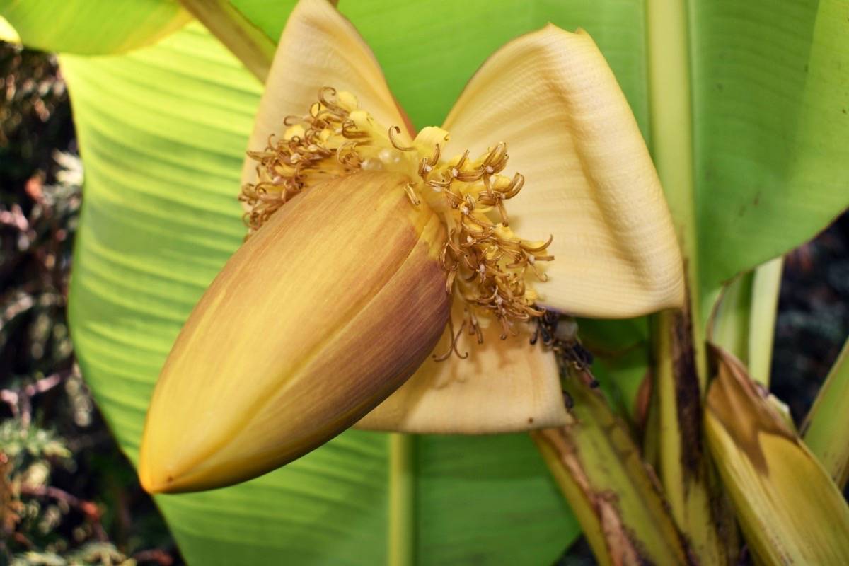 8255747_web1_170825-NDR-M-Zullo-banana-tree-flower