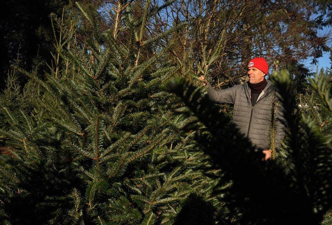 Christmas tree shortage means few Nobles for Maple Ridge tree farm