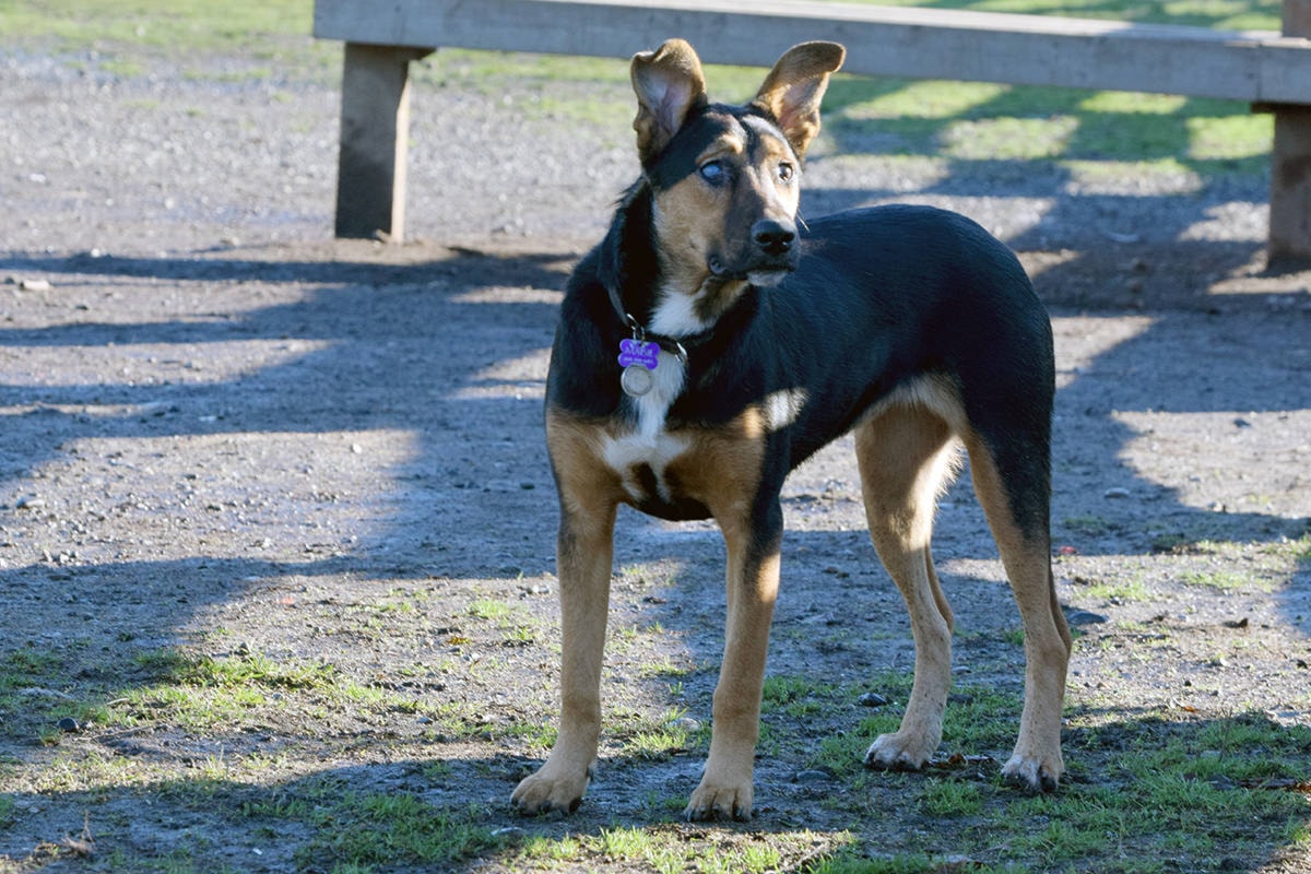 Dog poop overloading Coquitlam, B.C. park garbage cans