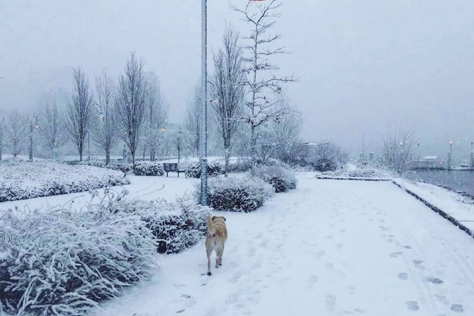 Snow blankets Vancouver on Tuesday. (AdventureHan/Twitter)