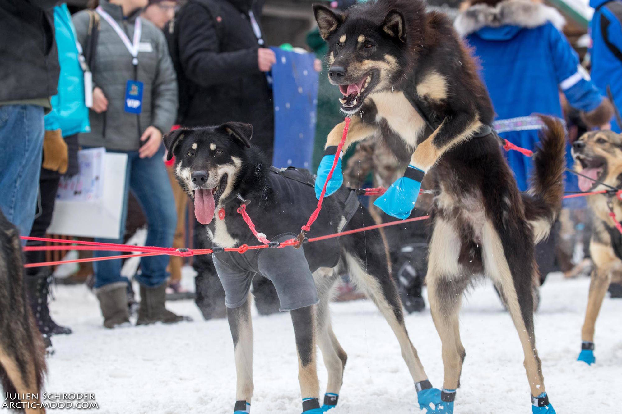 Mountain ridge hot sale sled dog