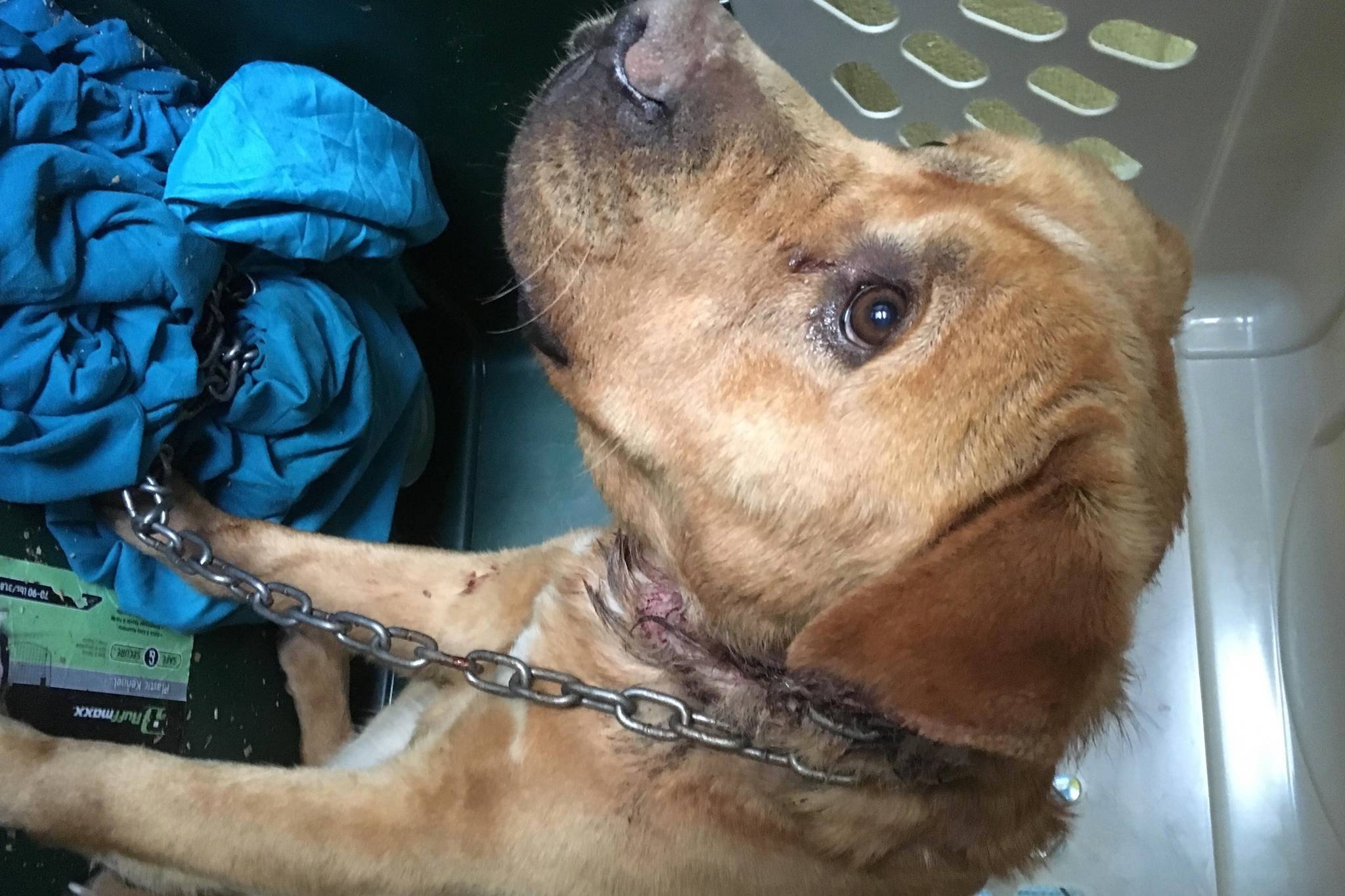 SPCA identifies owner of dog with chain collar embedded in neck Maple