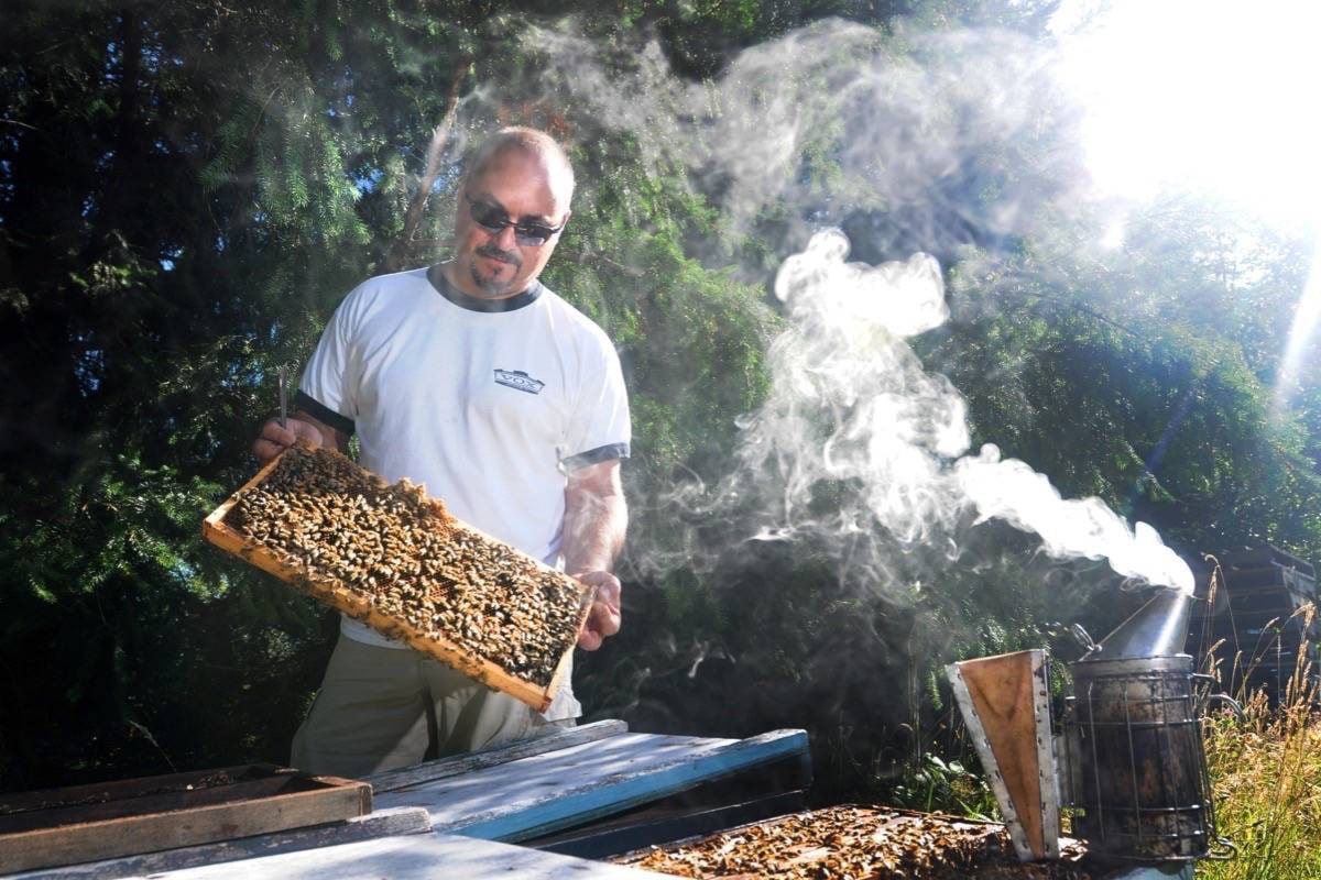 Bees needed for blueberry pollination in Maple Ridge and Pitt Meadows -  Maple Ridge-Pitt Meadows News