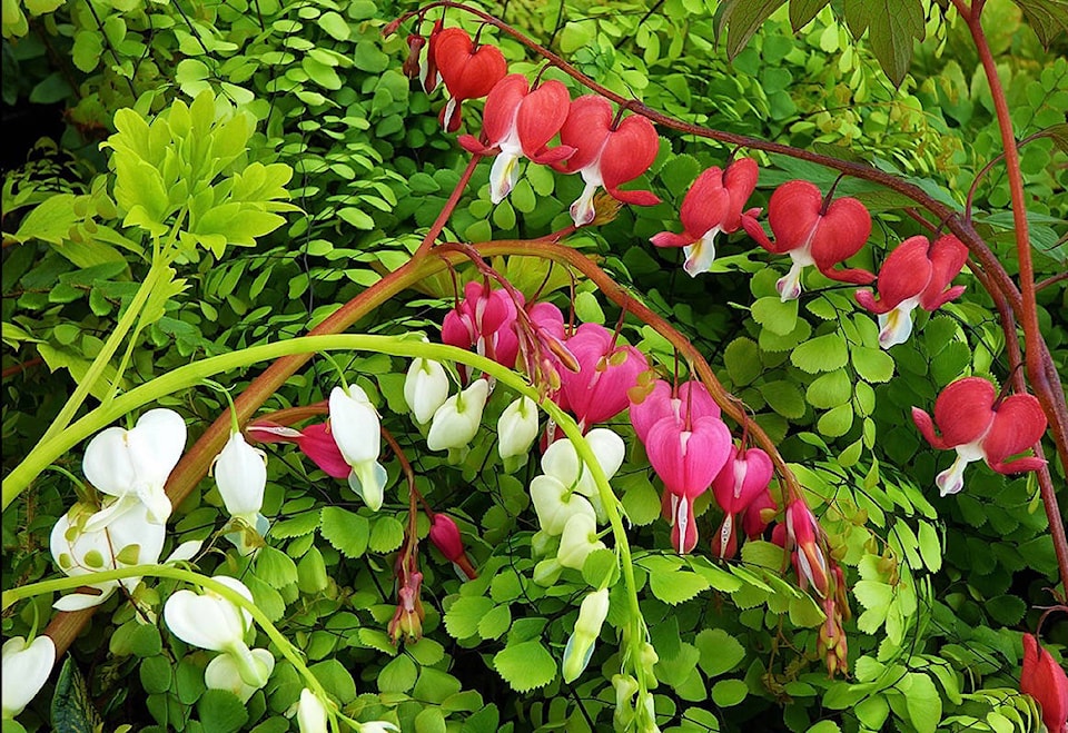 11505584_web1_180418-MRN-M-dicentra2