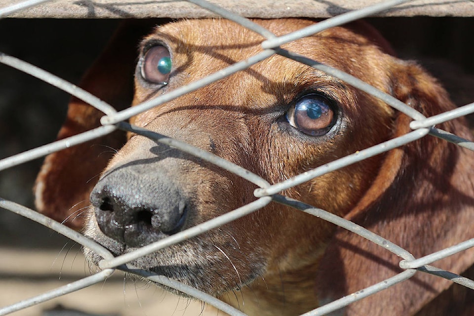 12594093_web1_180704-QCO-dogs-seized-Quesnel_1