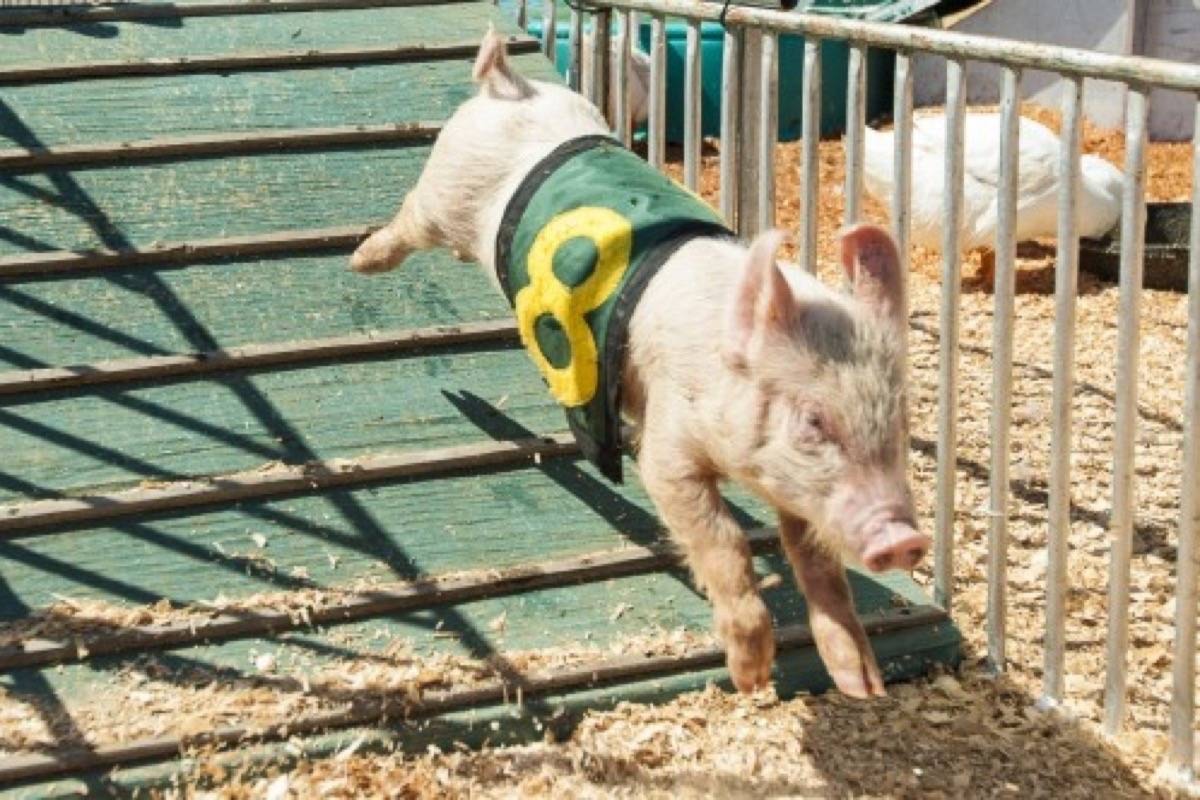 Three new events at this year’s Maple RidgePitt Meadows Country Fest