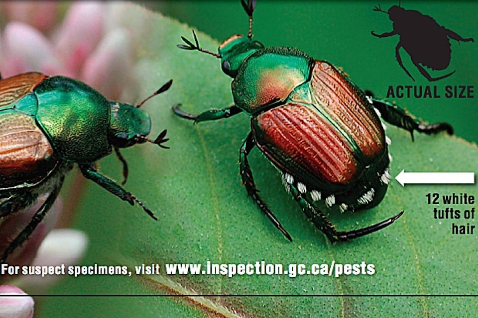 12807553_web1_180720-MRN-M-beetle3