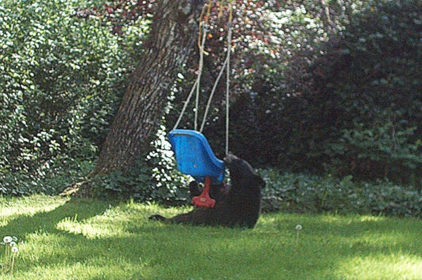 16752743_web1_190510-MRN-Bear-swing2