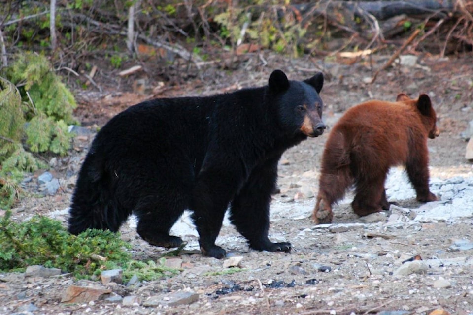 16972005_web1_bears