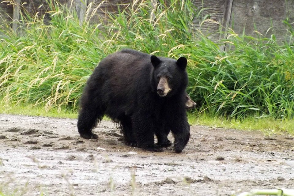 17747495_web1_190719-MRN-BearRovingFishFence