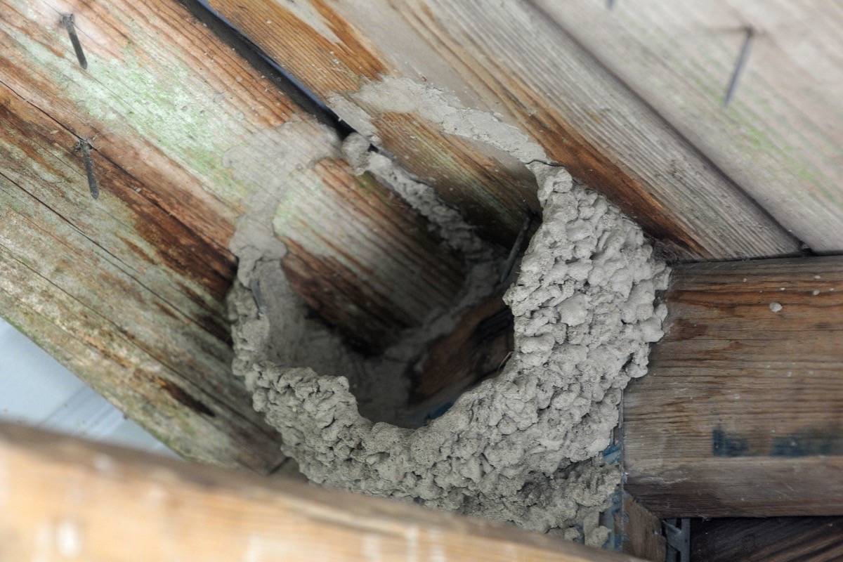 18114302_web1_190815-MRN-M-cliff-swallow-nests-2
