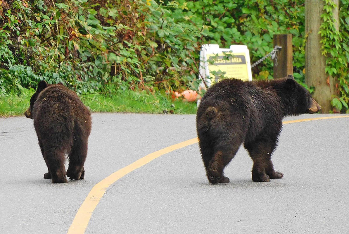 Bear conservation group wants higher fines for offenders Maple Ridge