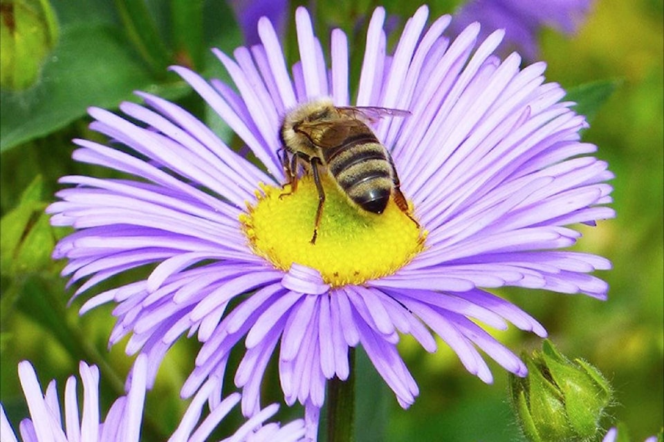 19071445_web1_191023-MRN-M-bees